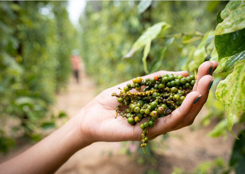 Szczepaniak Astridge Tropical Retreat Architecture 02